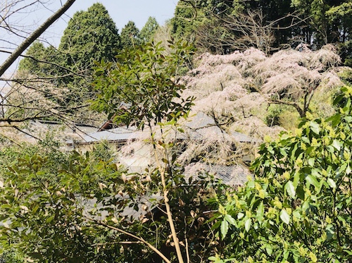 幣立神社 九州 パワースポット